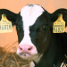Bio-Boom im Osten