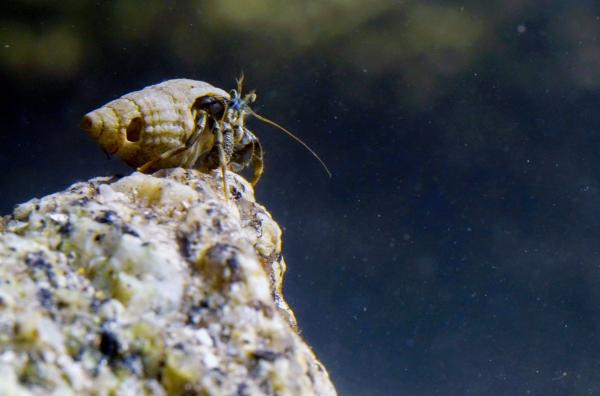 Bild 1 von 1: Die Überlebenschancen des Einsiedlerkrebses während der Ebbe stehen nicht schlecht: Er kann sich sowohl an Land als auch im Wasser fortbewegen.