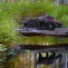 Wildnis Europa