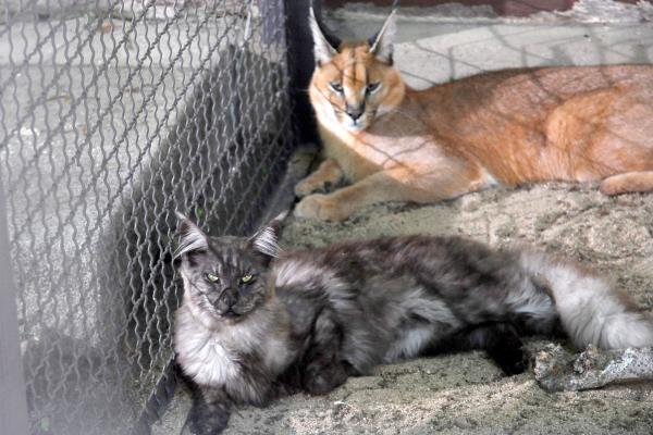 Bild 1 von 4: Endlich zusammen: Karakal Kater und Main Coon Katze durften eine nicht standesgemäße bzw. artgerechte Verbindung eingehen und von nun ab zusammen wohnen.