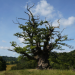 Ein Traum von Baum