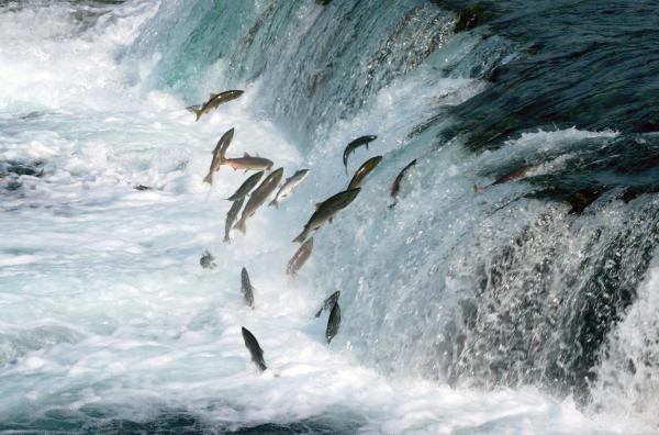 Bild 1 von 4: Lachse springen aus dem Wasser, um stromaufwärts zu ihren Laichplätzen zu gelangen ? ihr Geruchssinn führt sie über Tausende Kilometer, bis sie den vertrauten Duft ihres Heimatgewässers wiederfinden.