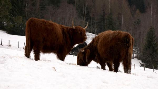 Bild 1 von 4: Im Bild: Hochmoorrinder am Hof der Bergbauernfamilie Lerchner in Lessach im Lungau.