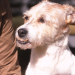 Dem Hund die richtigen Signale senden