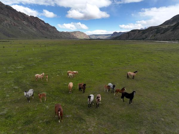 Bild 1 von 4: Wildes Patagonien: Die einsamen Weiten des Nationalparks sind Lebensraum zahlreicher Tierarten.