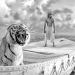 Life of Pi - Schiffbruch mit Tiger