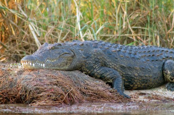 Bild 1 von 3: Nilkrokodile sind mehr als Jäger: Unter Wasser zeigen sie ein komplexes soziales Verhalten und überraschen die Forschung.