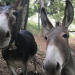 Abenteuer Wildnis