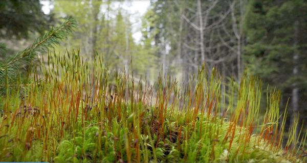 Bild 1 von 6: Im Bild: An der Baumgrenze, wo die Natur steil, karg und felsig ist, wird die Forstarbeit beschwerlich und gefährlich.