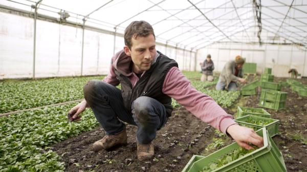 Bild 1 von 4: Gemüsegärtner Simon Rothenberger auf dem Hofgut Rengoldshausen.