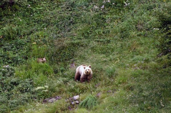 Bild 1 von 4: Der Bär ist in den Wäldern der Pyrenäen zurück, vor allem in der Ariège und der Haute-Garonne, den von ihm bevorzugten Lebensräumen.