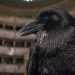 Terror in der Oper