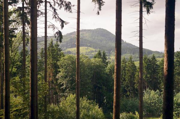 Bild 1 von 2: In ihrem Roman ?Empusion? (2023) beschäftigt sich die polnische Schriftstellerin Olga Tokarczuk mit dem Übernatürlichen: In jedem Wäldchen verstecken sich weibliche Spukgestalten, die zu den Erzählerinnen der Geschichte werden.