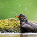 Die Magie der Vögel - Was Birdwatcher begeistert