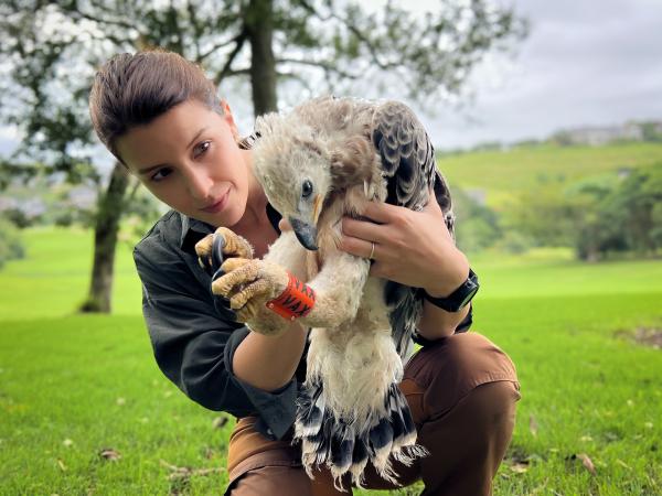 Bild 1 von 10: ZDF-Wildtierärztin Hannah Emde unterstützt die Forschenden bei der Beringung eines Kronenadlerkükens. Sie erforschen die Bewegungsmuster der Vögel. Mit dem Ring kann der Vogel überall wieder erkannt werden.