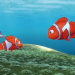 Findet Nemo
