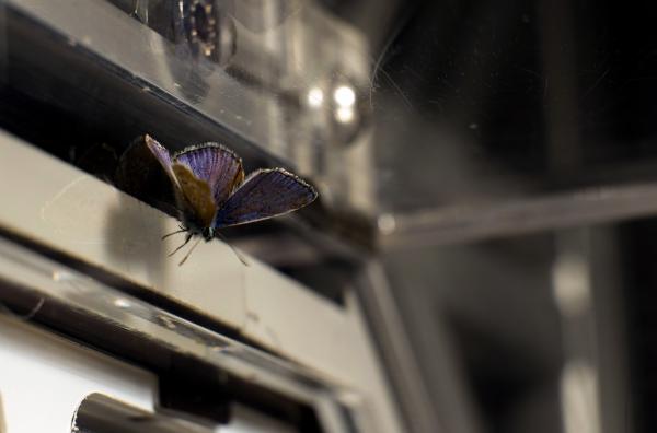 Bild 1 von 4: In ihrem Labor untersucht Camille Leroy mittels eines speziell angefertigten Glaskäfigs das Flugverhalten von Schmetterlingen.