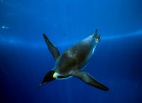 Die Reise der Pinguine 2