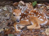 Helden der Evolution: Huftiere