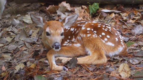 Bild 1 von 10: Im Bild: Reh-Kitz.