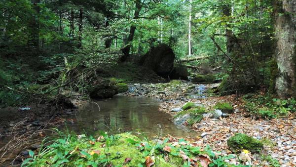 Bild 1 von 6: Wald und Wasser wirken positiv auf unsere Gesundheit.