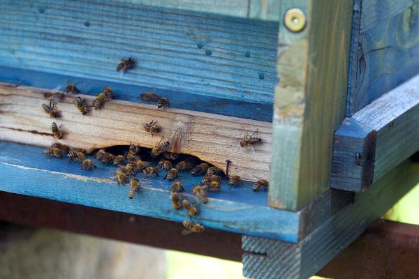Bild 1 von 7: Einer der Bienenstöcke des Arztes und leidenschaftlichen Imkers Dr. Eugen Stefan, der seine Patienten mit Bienen behandelt.