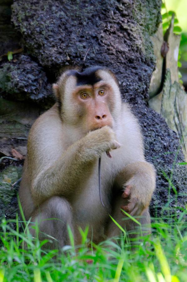 Bild 1 von 15: Südliche Schweinsaffen besuchen Palmölplantagen in Malaysia, um dort Ratten zu jagen.