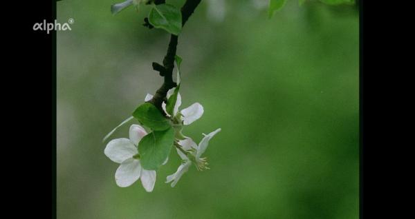 Bild 1 von 4: Der Kaiserstuhl 1970: Apfelblüte.