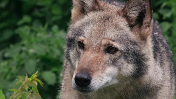 Bild 1 von 4: .