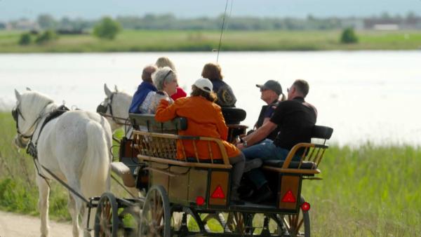 Bild 1 von 11: Im Bild: Kutschenfahrt am Neusiedler See - Gemütlich durch die einzigartige Landschaft des Seewinkels.