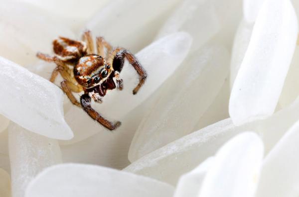 Bild 1 von 5: Fotografie einer Springspinne von Clarisse Rebotier: Aus ihrer eigenen Kindheitsangst heraus entstand eine poetische Serie, in der Spinnen und Ratten winzig, zart und beinahe sympathisch erscheinen.