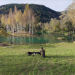 Heimat Österreich