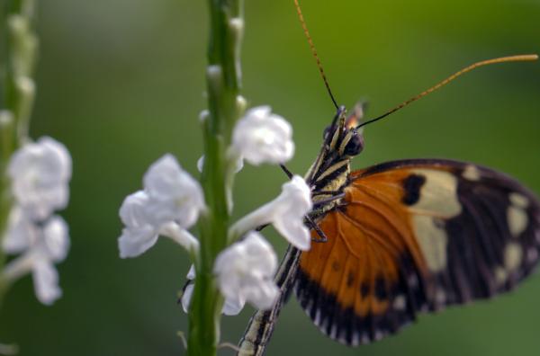 Bild 1 von 4: Falter aus der Heliconius-Gattung leben mit einer Dauer von sechs bis acht Monaten länger als viele andere Schmetterlinge.