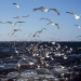 Ostfriesland - Sieben Inseln und ein Meer