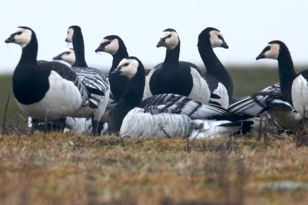 Bild 1 von 5: Nonnengänse in den Elbmarschen.