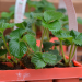 Querbeet Classix
