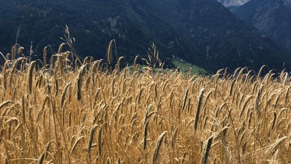 Bild 1 von 13: .