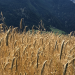 Sommerwinde im Vinschgau