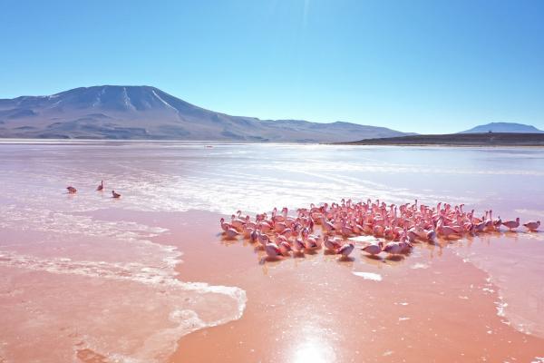 Bild 1 von 12: Um sich zu wärmen, drücken Flamingos sich in einem zufrierenden See hoch oben in den Anden aneinander.