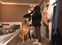 Die großen Hunde - Mit Martin Rütter