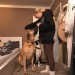 Die großen Hunde - Mit Martin Rütter