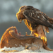 Steinadler - König der Berge?