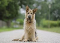 Racko - Ein Hund für alle Fälle