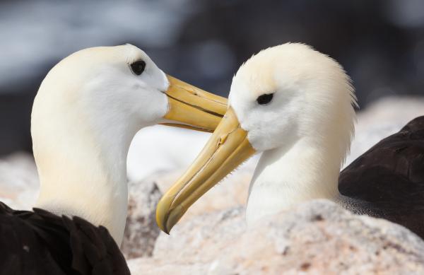 Bild 1 von 5: Mitten im Pazifik der Galapagos-Archipel. Die Inseln gelten als Arche der Evolution. Nirgendwo sonst gibt es ein solch seltsames Sammelsurium an Tieren. Die Flügelspannweite von 2,50 m macht den Galapagos-Albatros zu einem grazilen Flieger. Albatros-Pärchen sind sich ein Leben lang treu.