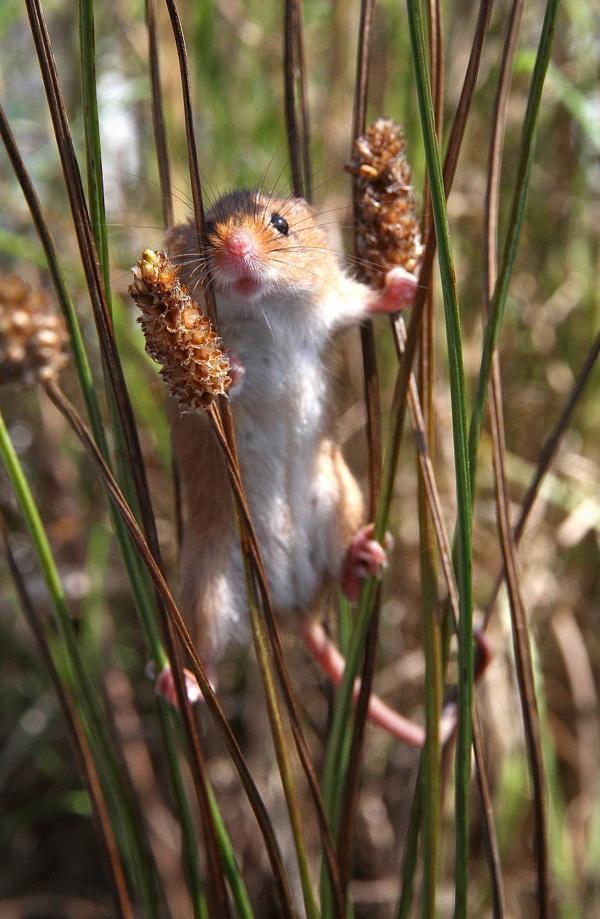 Bild 1 von 15: Die  Zwergmaus, eines der kleinsten Säugetiere der Welt, wiegt nur so viel wie ein paar Streichhölzer und kann ihr ganzes Leben hoch oben im Gräserwald verbringen.