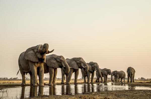 Bild 1 von 6: Während der Trockenzeit versammeln sich Elefanten zu Tausenden an den Wasserstraßen des Okawango.