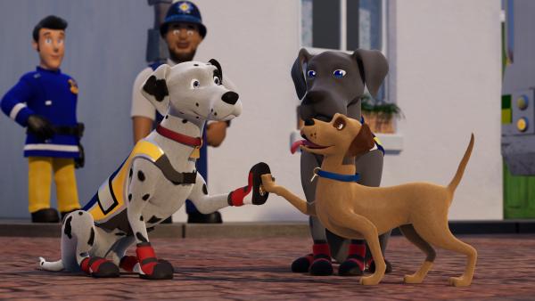 Bild 1 von 3: Schnuffi, Shadow und Buddler sind ein gutes Team.