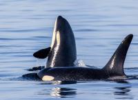 Amerikas Naturwunder: Der Zauber des Westens