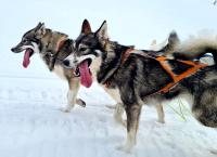 Das Camp in der Wildnis