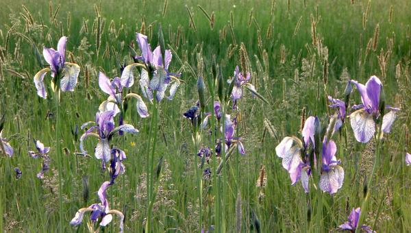 Bild 1 von 14: Sibirische Schwertlilie.